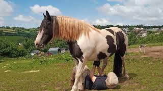 Monkey butler performs belly massage on horse horse horsey equestrian pony horsebehavior cute [upl. by Muiram]