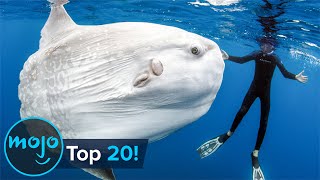 Top 20 Abnormally Large Animals That Really Exist [upl. by Steere]