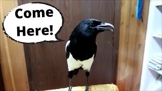 This Talking magpie is Amazing [upl. by Lelia]