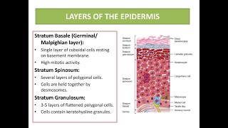 Malphigian layer of the skin Consisting of Stratum Basale and stratum spinosum [upl. by Brunell593]