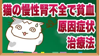 猫の慢性腎不全で貧血｜原因・症状・治療法を獣医師が解説 [upl. by Eylrahc209]