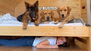 My Dogs BEST Reactions  Funny Dog Videos 4 [upl. by Magner667]