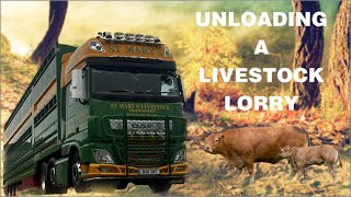 Unloading A Livestock Lorry [upl. by Eignav]