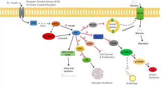 AKT Signaling Pathway  Regulation and Downstream Effects [upl. by Portuna]