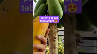 panen pepaya tabulampot 😍 buah fruit tabulampot berkebundiperkaranganrumah [upl. by Alden629]