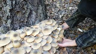 Armillaria Mellea  Foraging Edible Honey Mushrooms in Coastal California [upl. by Eirrehc]