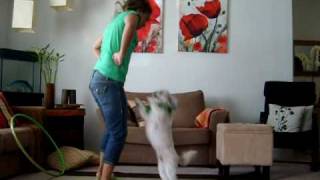 Dancing Dog  Shih tzu [upl. by Cordelie968]