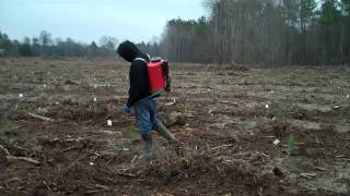 Pine Tip Moth Treatment Greeleyville SC [upl. by Xilef943]