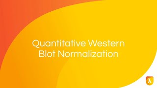 PreImmunodetection Membrane Staining  Normalization Strategies [upl. by Nele3]