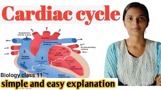 Cardiac cycle  हृदय चक्र   cardiovascular system Body fluids and circulation NEET Biology 11th [upl. by Selohcin]