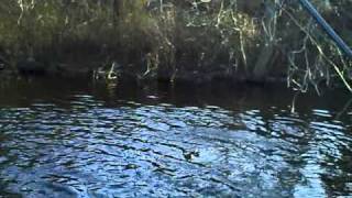 Pickerel fishing in South Toms River nj [upl. by Barbette917]