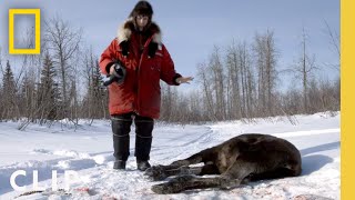 Into the Wilderness Trapping a Wolf  Life Below Zero [upl. by Euqinom]