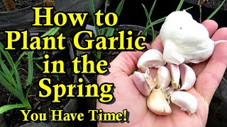 How to Successfully Plant Spring Garlic in February March amp April [upl. by Crofton733]