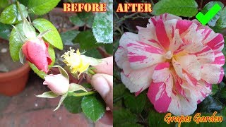 How To Hybridize New Roses  Rose Pollination  गुलाब के नए रंग बनाएं  گلاب کے نئے رنگ خود بنائیں [upl. by Ann-Marie]