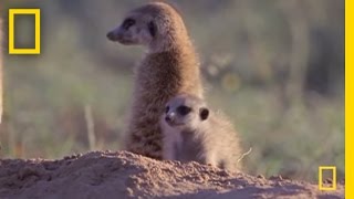 Meerkat Mischief  National Geographic [upl. by Strephon]