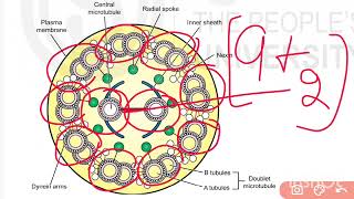 🔥Cilia and Flagella👍💯 👉MZO001📚✔️💯👉MSc Zoology ✔️ignou cilia flagella msc msczoology [upl. by Idnar]