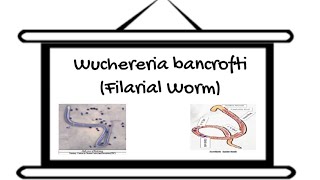 Helminths Nematodes Part 5 Filarial Worm [upl. by Poppas859]