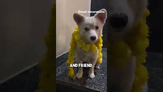 Tedu or shiro ne flowers lagvae doglover pomerianian comedyfilms funny trending shorts [upl. by Aneel]