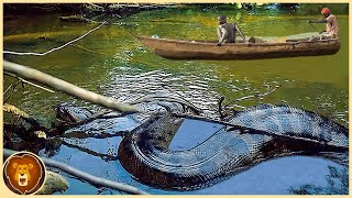 Las Serpientes Más Grandes Encontradas En El Río Amazonas [upl. by Alicia630]