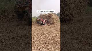 Mf385 2016 Model Tractor performance on loaded trolley in field farmtractractor municipaltractor [upl. by Alekin]