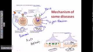 Autoimmunity self immunity [upl. by Yerac]