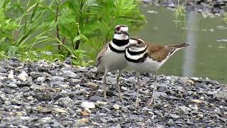 Killdeer Mating on Governors Island NY [upl. by Hsirrap]