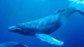 Haunting song of humpback whales [upl. by Urson]