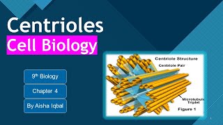 Centrioles class 9 [upl. by Lledniw397]