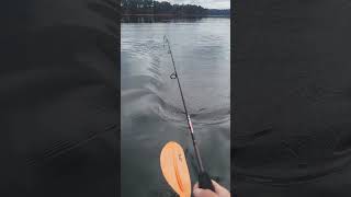 Fall Topwater on Lake Lanier in November [upl. by Tiphane]