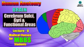 NEXT MEDICO 2022 l Human Anatomy l Brain l Cerebrum Sulci Gyri amp Functional Areas l L8 [upl. by Donela]