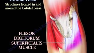 Anatomy Of The Cubital Fossa  Everything You Need To Know  Dr Nabil Ebraheim [upl. by Natty770]