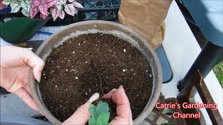 how to transplant eucalyptus seedlings how to transplant eucalyptus plants [upl. by Akcebar]