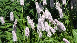 Persicaria bistorta Superba [upl. by Zitvaa]