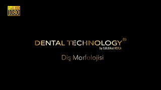 Diş Morfolojisi Üst Kanin Diş  Maxillary Canine in Soap [upl. by Engleman]