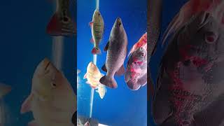 Comtank predatorfishtank aquarium fish hobby shorts shortsvideo [upl. by Lunna185]