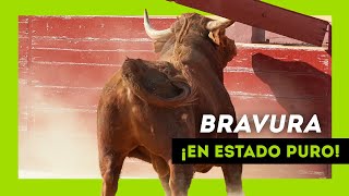 Los TOROS SALVAJES más BRAVOS soltados en 2022 ¡Qué ANIMAL [upl. by Sophia]