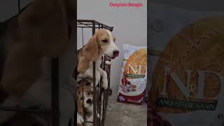 Best Dog Food  Farmina NampD [upl. by Eded]