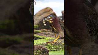 Herons hunt a lot of fish and shrimp birds heron nature shorts [upl. by Amadas877]