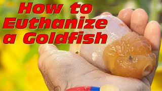 How to Euthanize a Goldfish [upl. by Gaulin]