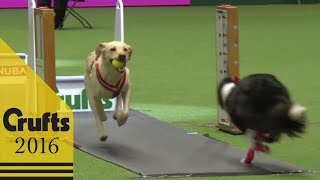 Flyball  Team  Semi Finals  Crufts 2016 [upl. by Siocnarf]