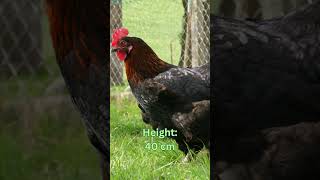 Langshan Chickens Size Eggs Lifespan and More [upl. by Carlita65]