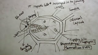 structure and function of human liver in hindi class 11 [upl. by Susy706]