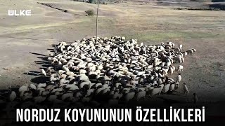 Vanın Kendine Has Norduz Koyunları  Topraktan Sofraya [upl. by Eittah771]