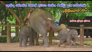 රණ්ඩු උන සජ්ජනට අම්මිගෙන් ගුටි  Twins Baby Elephants Pinnawala [upl. by Jessamine]