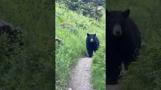 Black bear bluff warning charge to hiker “You are too close ” [upl. by Uzia]