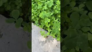 Answering all your clover lawn questions part 3 clover cloverlawn lawn landscape diy home [upl. by Vano]