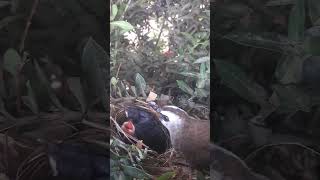 Yellowvented bulbul Birds Which mother feeds her baby [upl. by Inger538]