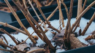 Why isnt my Hydrangea Blooming Winter Damage  Frozen Buds [upl. by Cart797]