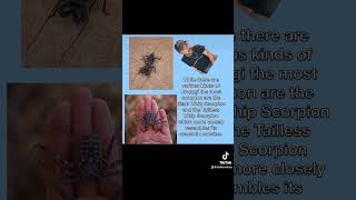 Paranormal Breakdown The Alien Insect [upl. by Shaw752]