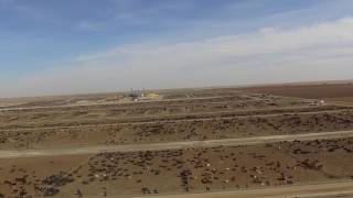 Drones Expose Massive Beef Feedlots [upl. by Reinold]